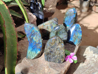 Polished Labradorite Standing Free Forms x 6 From Tulear, Madagascar