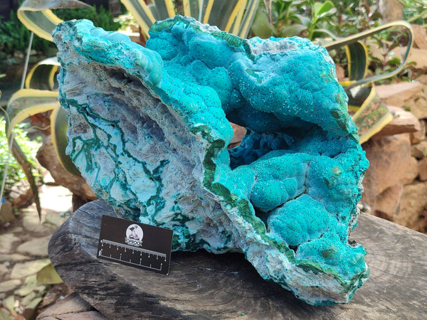 Natural Massive Botryoidal Chrysocolla Geode Specimen x 1 From Kulukuluku, Congo