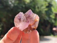 Natural Zululand Amethyst Single Crystals x 20 from Jozini, South Africa