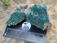 Natural Botryoidal Malachite Specimens x 12 From Tenke Fungurume, Congo