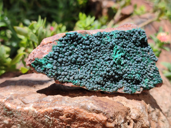 Natural Botryoidal Malachite Specimens x 12 From Tenke Fungurume, Congo