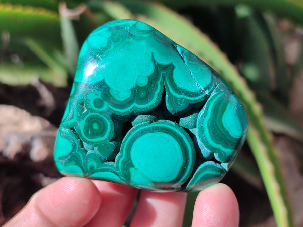 Polished Flower Banded Malachite Free Forms x 6 From Congo