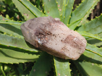 Polished Hematoid Quartz Crystals x 7 From Zimbabwe