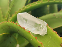 Natural Quartz Crystals x 35 From Mpika, Zambia