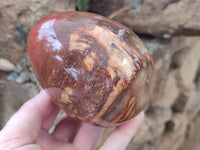 Polished Podocarpus Petrified Wood Eggs x 2 From Mahajanga, Madagascar