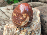 Polished Podocarpus Petrified Wood Eggs x 2 From Mahajanga, Madagascar