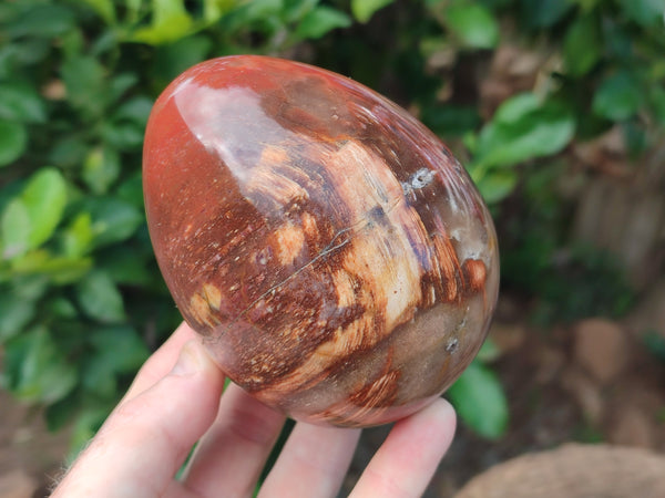 Polished Podocarpus Petrified Wood Eggs x 2 From Mahajanga, Madagascar