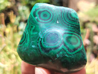 Polished Flower Banded Malachite Free Forms x 12 From Congo