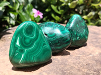 Polished Flower Banded Malachite Free Forms x 12 From Congo