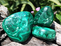 Polished Flower Banded Malachite Free Forms x 12 From Congo