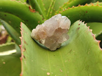 Natural Spirit Quartz Crystals x 63 From Boekenhouthoek, South Africa