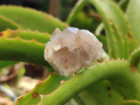 Natural Spirit Quartz Crystals x 63 From Boekenhouthoek, South Africa