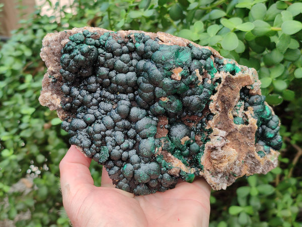 Natural Ball Malachite On Dolomite Matrix Specimen x 1 From Kambove, Congo