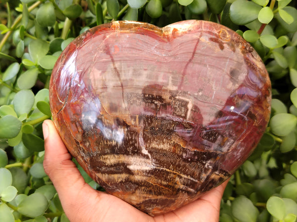 Polished Podocarpus Petrified Wood Heart x 1 From Mahajanga, Madagascar