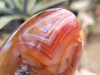 Polished Dendritic Agate Standing Free Forms x 5 From Madagascar