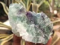 Natural Watermelon Fluorite Cobbed Specimens x 6 From Uis, Namibia