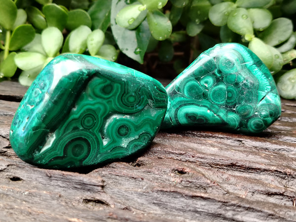 Polished Flower Banded Malachite Free Forms x 12 From Congo