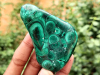 Polished Flower Banded Malachite Free Forms x 12 From Congo