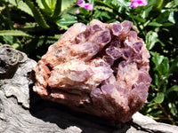 Natural Sugar Amethyst Phantom Quartz Clusters x 2 from Solwezi, Zambia