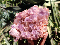 Natural Sugar Amethyst Phantom Quartz Clusters x 2 from Solwezi, Zambia