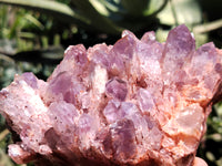 Natural Sugar Amethyst Phantom Quartz Clusters x 2 from Solwezi, Zambia