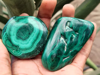 Polished Flower Banded Malachite Free Forms x 12 From Congo