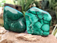 Polished Flower Banded Malachite Free Forms x 12 From Congo