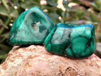 Polished Flower Banded Malachite Free Forms x 12 From Congo