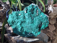 Natural Botryoidal Malachite Specimen x 1 From Congo