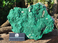 Natural Botryoidal Malachite Specimen x 1 From Congo