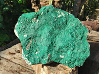 Natural Botryoidal Malachite Specimen x 1 From Congo