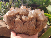 Natural Smokey Phantom Quartz Cluster x 1 From Luena, Congo