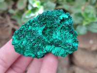 Natural Silky Malachite Specimens x 12 From Kasompe, Congo