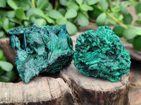 Natural Silky Malachite Specimens x 12 From Kasompe, Congo