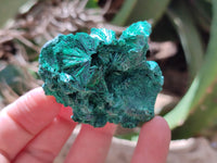 Natural Silky Malachite Specimens x 12 From Kasompe, Congo