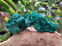 Natural Silky Malachite Specimens x 12 From Kasompe, Congo