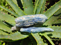 Natural Kyanite Crystals x 52 From Zimbabwe