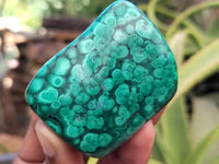 Polished Flower Banded Malachite Free Forms x 12 From Congo