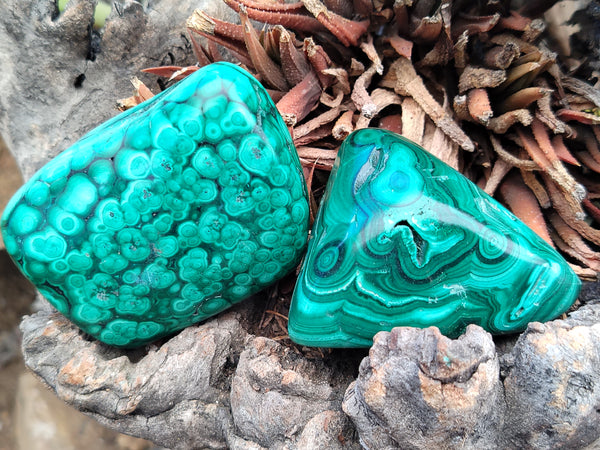 Polished Flower Banded Malachite Free Forms x 12 From Congo