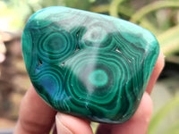 Polished Flower Banded Malachite Free Forms x 12 From Congo