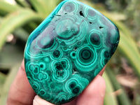 Polished Flower Banded Malachite Free Forms x 12 From Congo