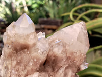 Natural Smokey Phantom Quartz Clusters x 2 From Luena, Congo