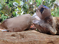 Natural Smokey Quartz Crystal Specimens x 2 From Malawi