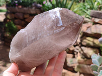 Natural Smokey Quartz Crystal Specimens x 2 From Malawi