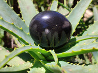 Polished Black Basalt Palm Stones x 26 From Antsirabe, Madagascar