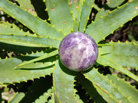 Polished Lepidolite with Pink Rubellite Sphere x 6 From Madagascar