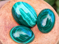 Polished Flower Banded Malachite Cabochons x 40 From Congo