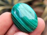 Polished Flower Banded Malachite Cabochons x 40 From Congo