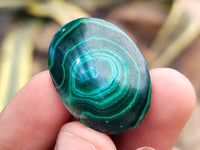 Polished Flower Banded Malachite Cabochons x 40 From Congo