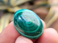 Polished Flower Banded Malachite Cabochons x 40 From Congo